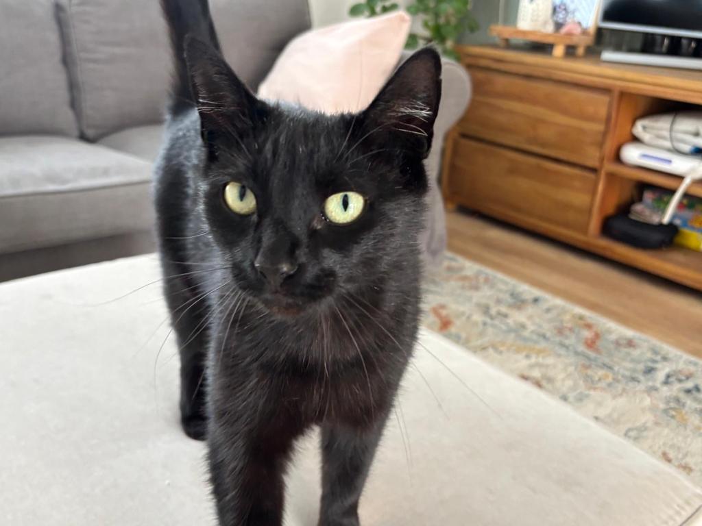 Lieve poes zoekt een nieuw huisje, Dieren en Toebehoren, Katten en Kittens | Overige Katten, Poes, Kortharig