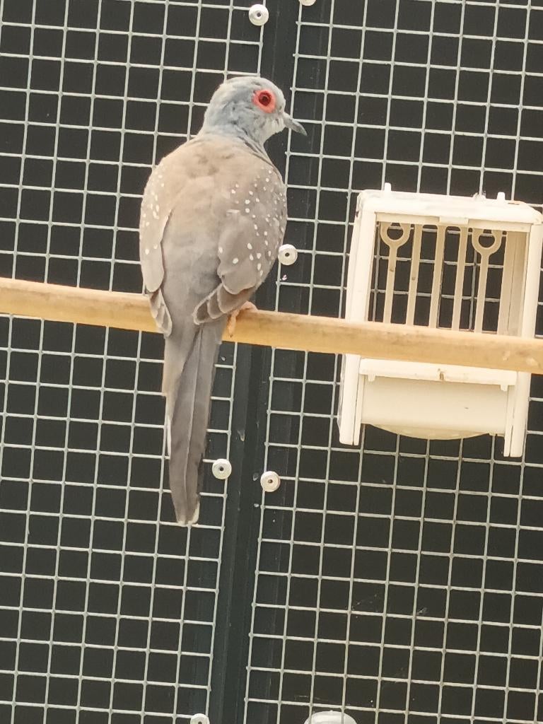 te koop diamant duif man februari2026, Dieren en Toebehoren, Vogels | Duiven, Mannelijk, Overige soorten