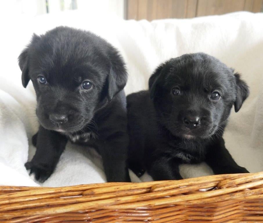 Leuke, lieve kruising pups!, Dieren en Toebehoren, Honden | Retrievers, Spaniëls en Waterhonden, 8 tot 15 weken, Labrador retriever