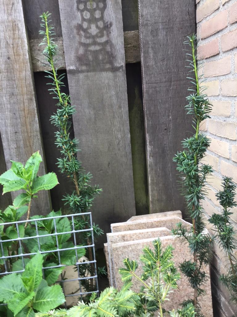 Bijzondere Taxus op stam - Gekweekt, Tuin en Terras, Ophalen, Bloeit niet, Halfschaduw, Overige soorten