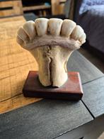 Gebit, pony, ezeltje ?, Ophalen of Verzenden