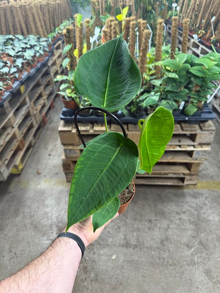 Anthurium peltigerum - Zeldzame Aroid in 12 cm pot, Ophalen of Verzenden