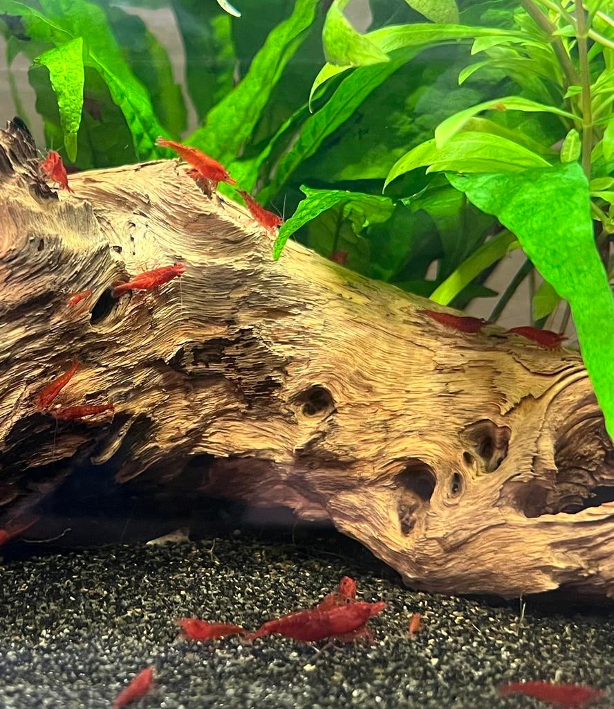 Bloody Mary garnalen (beschikbaar), Ophalen, Nieuw, Overige typen