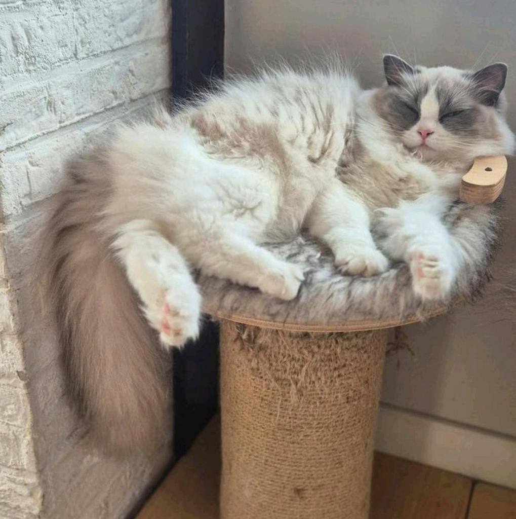 Ragdoll (fok)poes | Met stamboom | Blue Bicolour, Dieren en Toebehoren, Katten en Kittens | Raskatten | Langhaar, Poes, Met stamboom