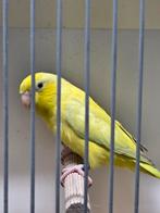 Forpus marblet groen, Dieren en Toebehoren, Meerdere dieren, Parkiet, Geringd