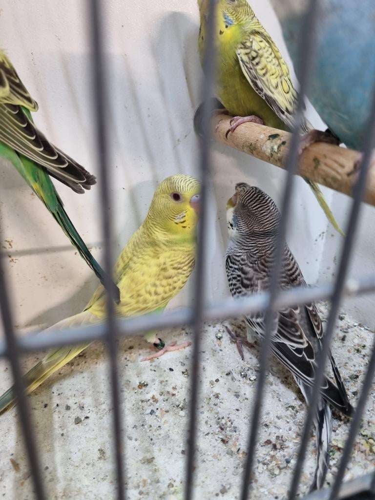 Diverse Grasparkieten, Dieren en Toebehoren, Meerdere dieren, Parkiet, Geringd