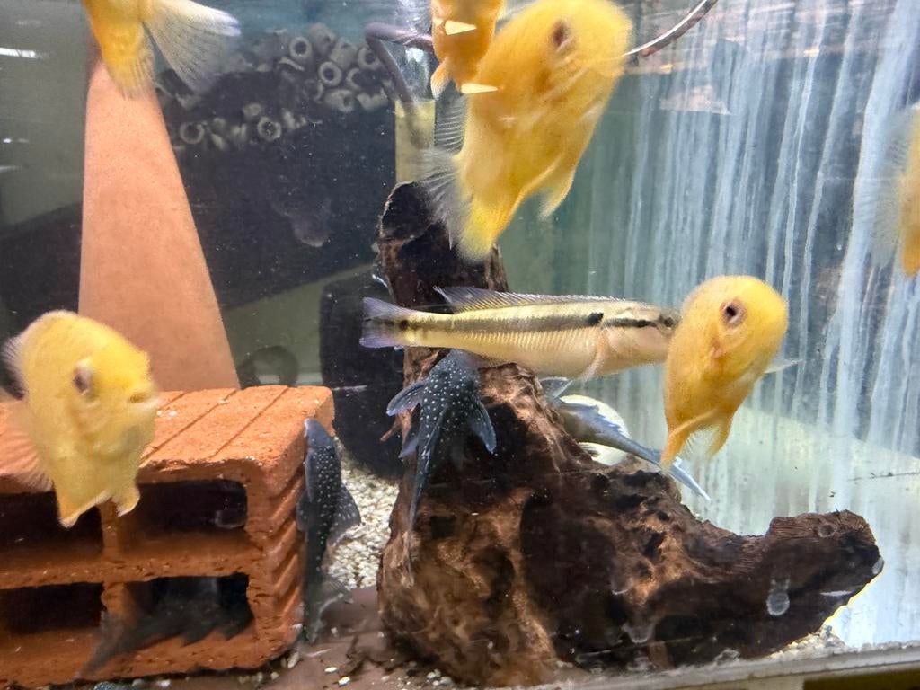Crenicichla zebrina, Dieren en Toebehoren, Vissen | Aquariumvissen, Vis, Zoetwatervis