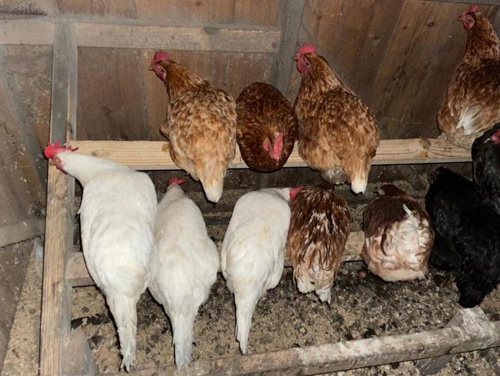 Lohmann leghennen, Dieren en Toebehoren, Pluimvee, Kip, Vrouwelijk