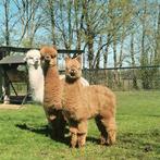 3 Alpaca merries te koop. (2 drachtig), Juli, Vrouwelijk