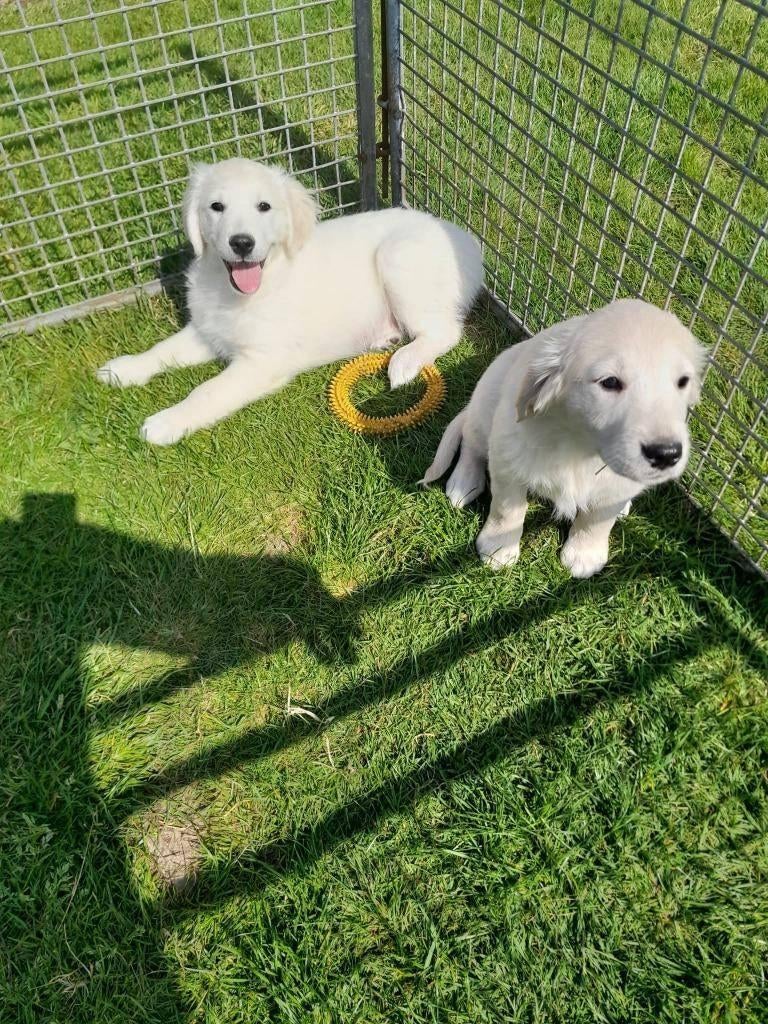 Golden retriever pups, Dieren en Toebehoren, Honden | Retrievers, Spaniëls en Waterhonden, Golden retriever, België, 8 tot 15 weken