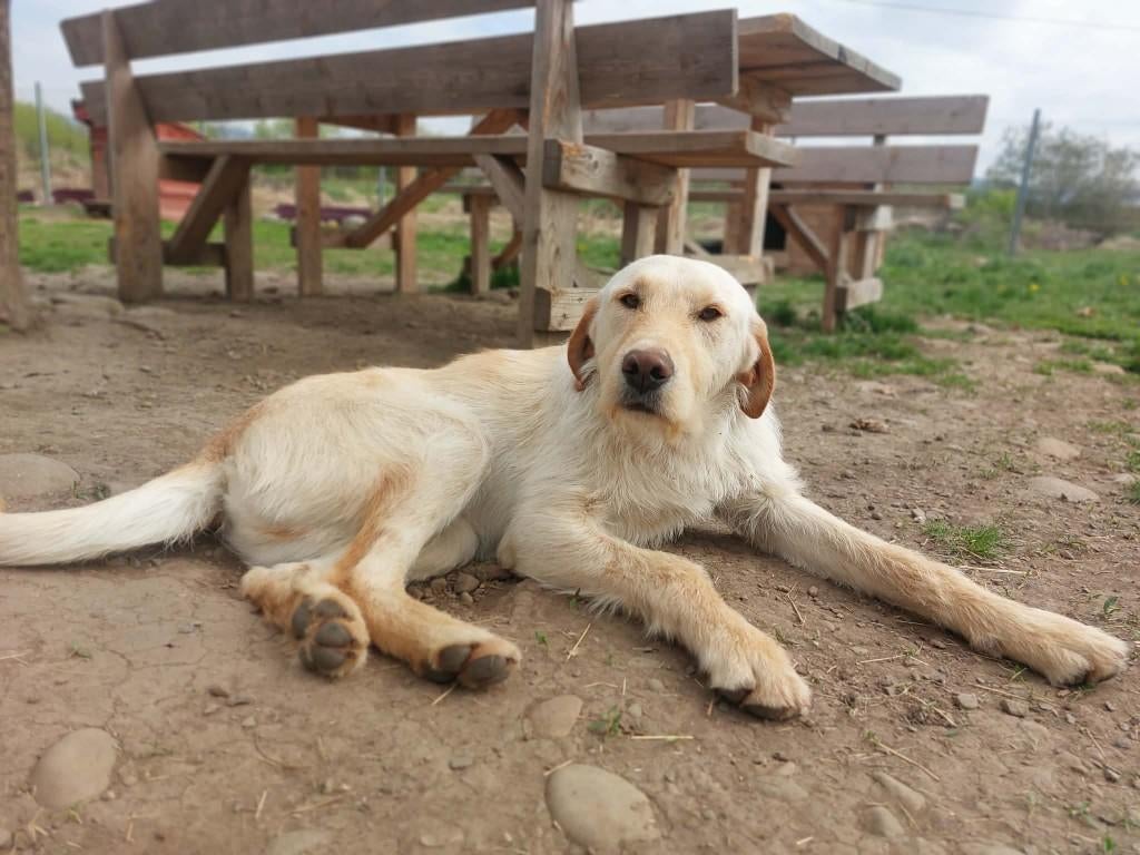 FINLEY, KNAPPE VRIENDELIJK SPEELS JONGE REU GROTE MIDDELMAAT, Particulier, 15 weken tot 1 jaar, Reu, Buitenland