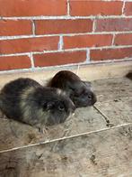 2 cavia beren, Januari, Mannelijk, Cavia