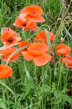 Klaproos Klein zaden, Papaver dubium, Verzenden, Volle zon