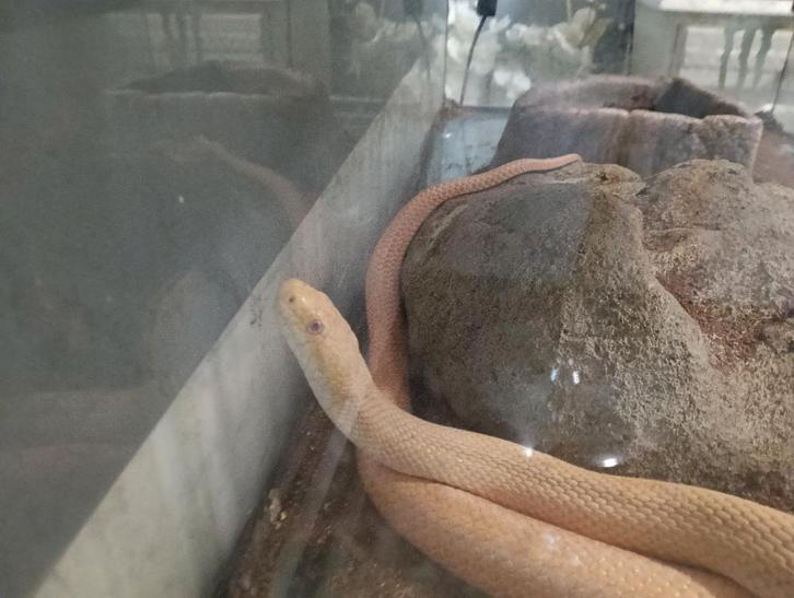 Albino korenslang Corn Snake - unknown for sale from JGGHB