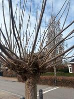 Takken vlecht takken perfect voor schutting, Ophalen of Verzenden, Bloeit niet, Volle zon, Overige soorten