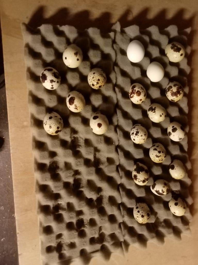 Kwartel broedeieren, Dieren en Toebehoren, Pluimvee, Geslacht onbekend, Overige soorten