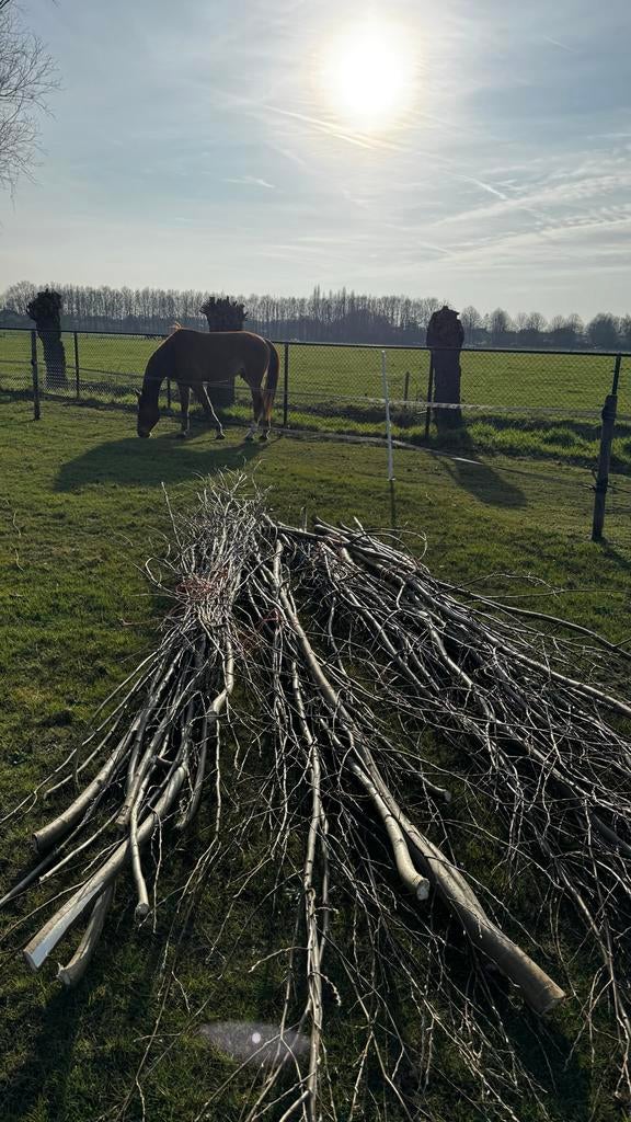 Verse wilgentakken - Ideaal voor decoratie of knutselen, Ophalen, Nieuw