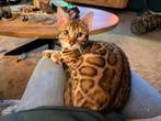 Bengaalse kitten (poes met fokrecht en stamboom, Dieren en Toebehoren, Katten en Kittens | Overige Katten, Poes, Kortharig, 0 tot 2 jaar