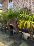 Diverse Palmbomen: Trachycarpus en Phoenix in diverse maten, Volle zon, Vaste plant, Bloeit niet, Ophalen