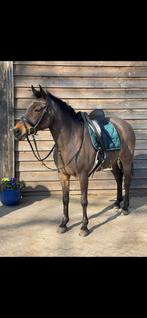 Super knappe en lieve D pony te koop, Dieren en Toebehoren, Pony's, Merrie, Met stamboom, Dressuurpony, M