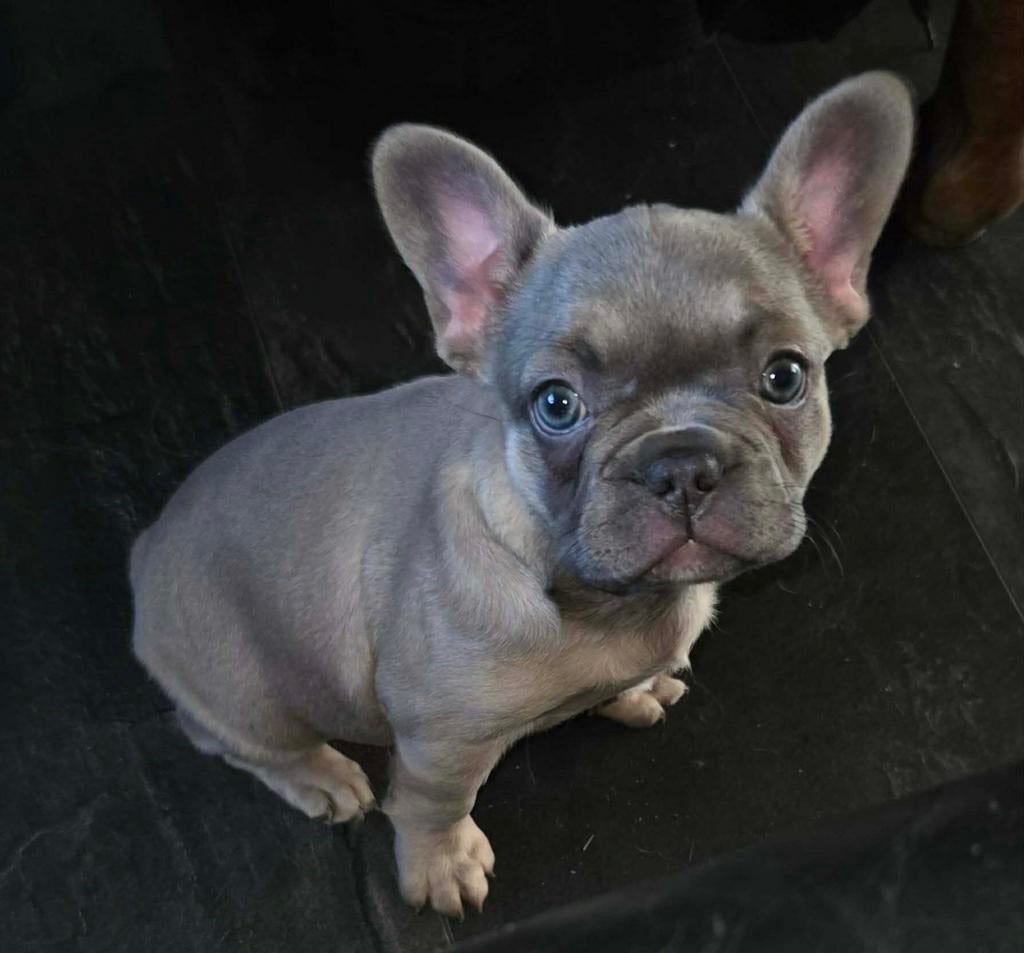 Prachtig Franse Bulldog teefje Blue Fawn, Dieren en Toebehoren, Parvo, 8 tot 15 weken, Teef, Bulldog