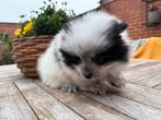Pomeriaan puppy’s, Dieren en Toebehoren, Parvo, België, Particulier, Keeshond