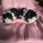 Lunkarya zeugjes, Vrouwelijk, Tam, Maart, Cavia