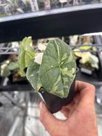 Alocasia Melo albo variegata, Overige soorten, In pot, Minder dan 100 cm, Bloeiende kamerplant