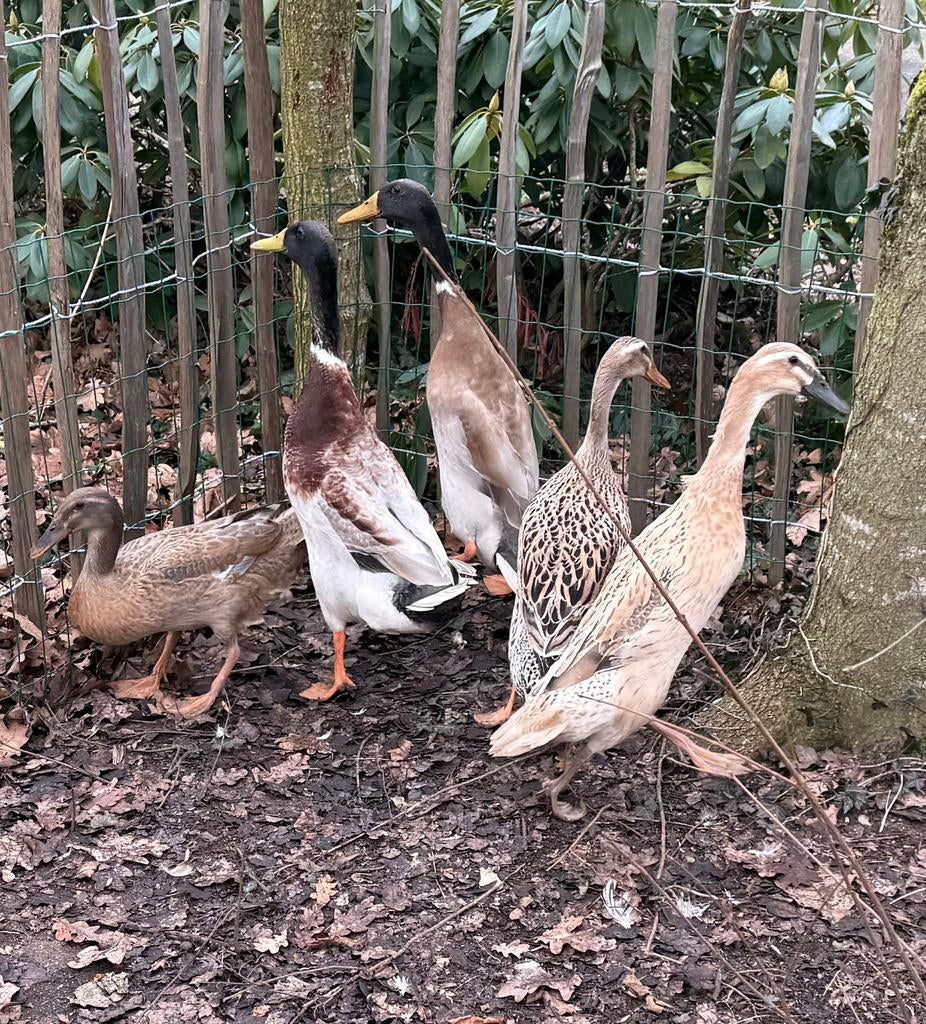 Broedeieren van loopeenden, Dieren en Toebehoren, Geslacht onbekend, Eend