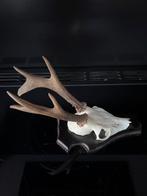 XXL GEWEI Ree hert uit 2025, Ophalen of Verzenden, Zo goed als nieuw, Hert, Gewei of Kop