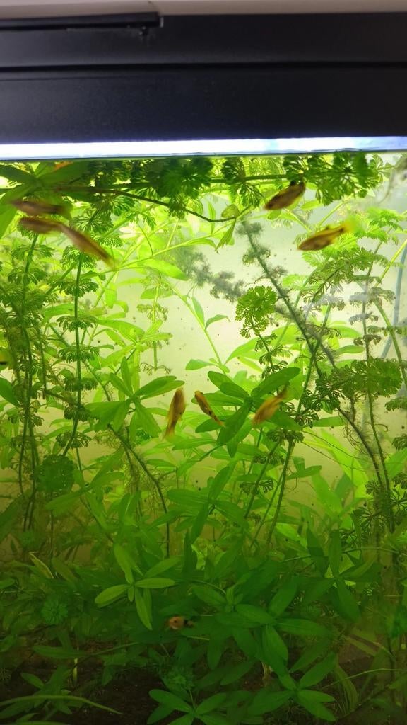 jonge aquarium vissen te koop. Black mollie visjes, Dieren en Toebehoren, Vis