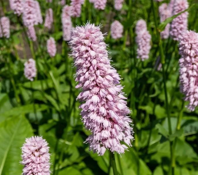 Persicaria Bistorta superba, Adderwortel, Ophalen of Verzenden, Lente, Vaste plant, Bodembedekkers