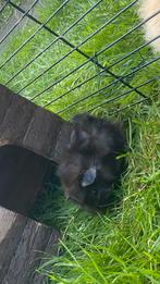 Lief cavia zeugje, Dieren en Toebehoren, Juli, Vrouwelijk, Cavia