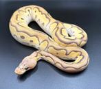 0.1 Pastel Mojave Clown ball python regius te koop, Dieren en Toebehoren, Reptielen en Amfibieën, Slang, Tam, 0 tot 2 jaar