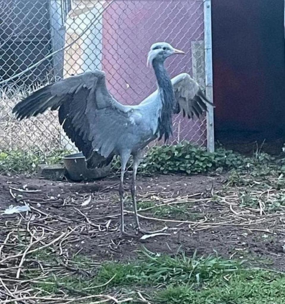 Jufferkraanvogel VROUW, Dieren en Toebehoren, Vrouwelijk, Geringd