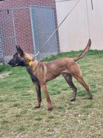 Mooie mechelse herder reu, niet geschikt voor de africhting, Dieren en Toebehoren, 15 weken tot 1 jaar, Reu, Parvo, Eén hond