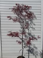 Japanse esdoorn Acer palmatum Wood’s linearilobum select, Ophalen, Bloeit niet, Halfschaduw, Overige soorten
