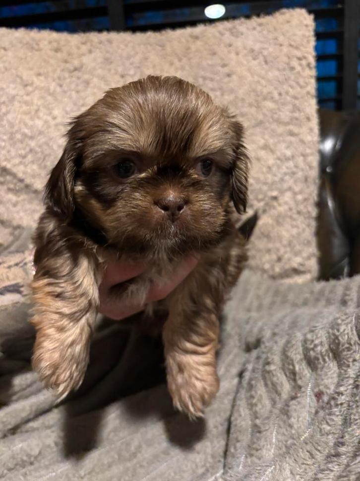 Boomer pups, Dieren en Toebehoren, Honden | Niet-rashonden, Klein, Meerdere dieren, Fokker | Hobbymatig, Meerdere, Nederland, 8 tot 15 weken