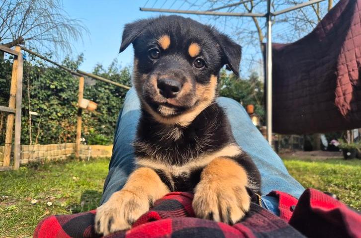 Prachtige pups zoeken een forever home!, Dieren en Toebehoren, Honden | Niet-rashonden, Meerdere dieren, Particulier, Meerdere