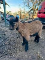 Bokje te koop, Dieren en Toebehoren, Schapen, Geiten en Varkens, Mannelijk, Geit