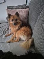 Nieuw huisje gezocht voor keeshondje van 10 maanden, Dieren en Toebehoren, Honden | Poolhonden, Keeshonden en Oertypen, Keeshond