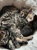 Half bengaal kittens, Dieren en Toebehoren, Meerdere dieren, 0 tot 2 jaar
