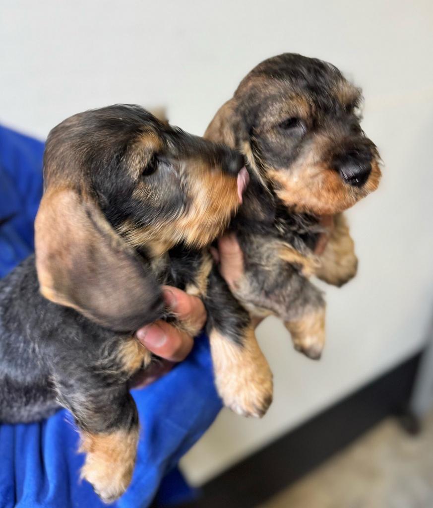 Teckel pups, Parvo, Nederland, 8 tot 15 weken, Dwerg