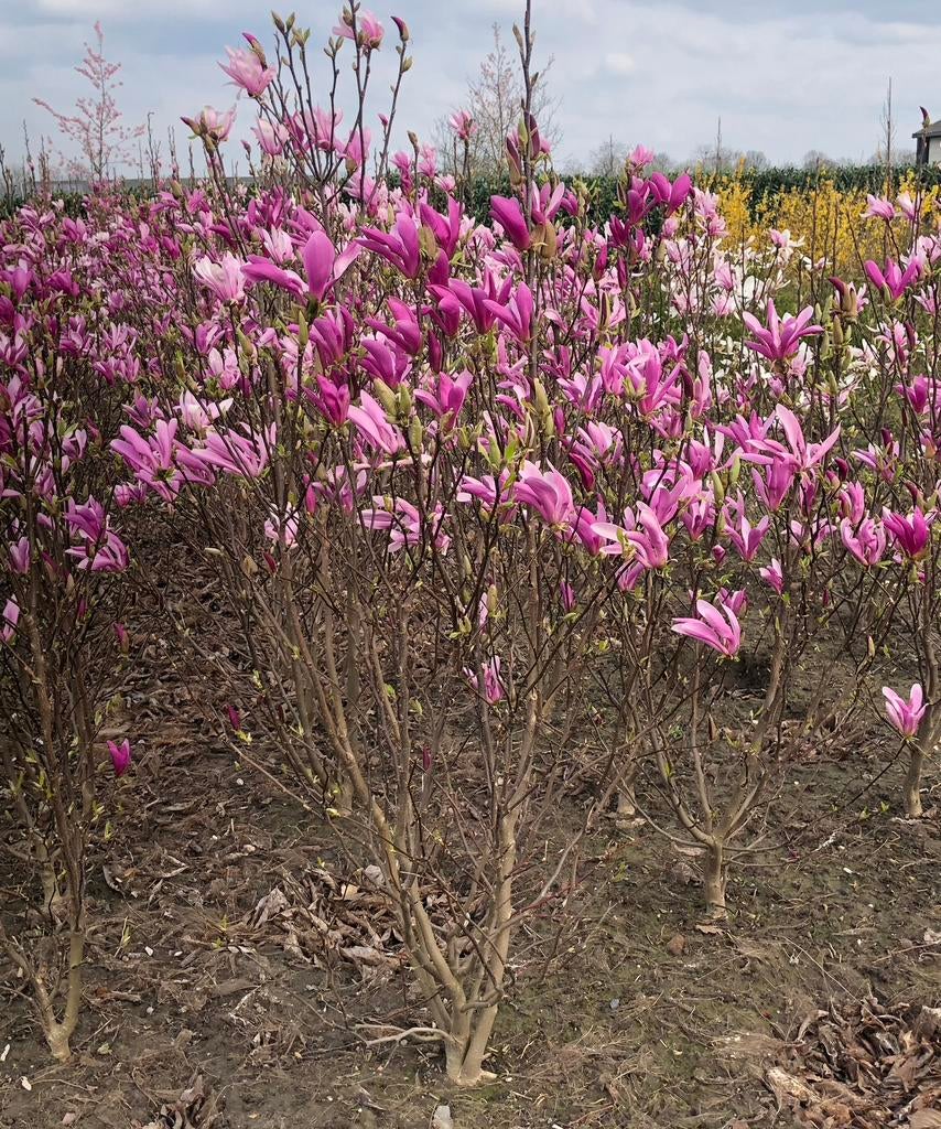 Magnolia ‘s in diverse maten, Ophalen, Halfschaduw, Overige soorten, Lente