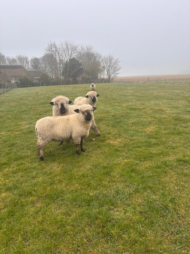 GEZOCHT! Hampshiredown ram, Dieren en Toebehoren, Mannelijk, Schaap