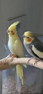 Bewezen popje..geboren januari 2026., Dieren en Toebehoren, Vogels | Parkieten en Papegaaien, Vrouwelijk, Parkiet, Geringd