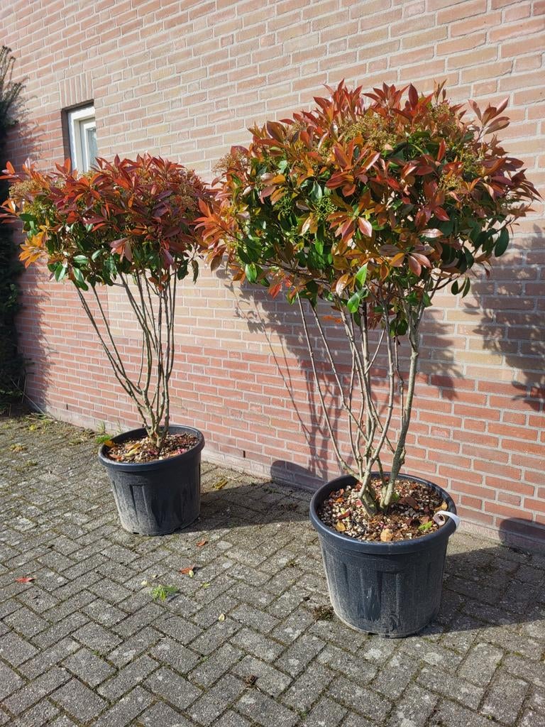 Meerstammige photinia red Robin nu actie !!, Ophalen of Verzenden, Overige soorten, 100 tot 250 cm