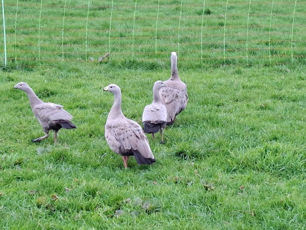 Twee cereopsis ganzen, Dieren en Toebehoren, Pluimvee, Meerdere dieren, Gans of Zwaan