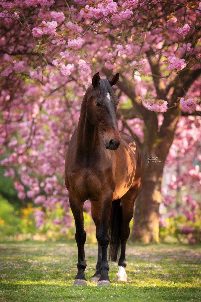 Lieve, betrouwbare 16 jarige ruin, Dieren en Toebehoren, Paarden, Ruin, Z, 170 tot 175 cm, 11 jaar of ouder, Recreatiepaard