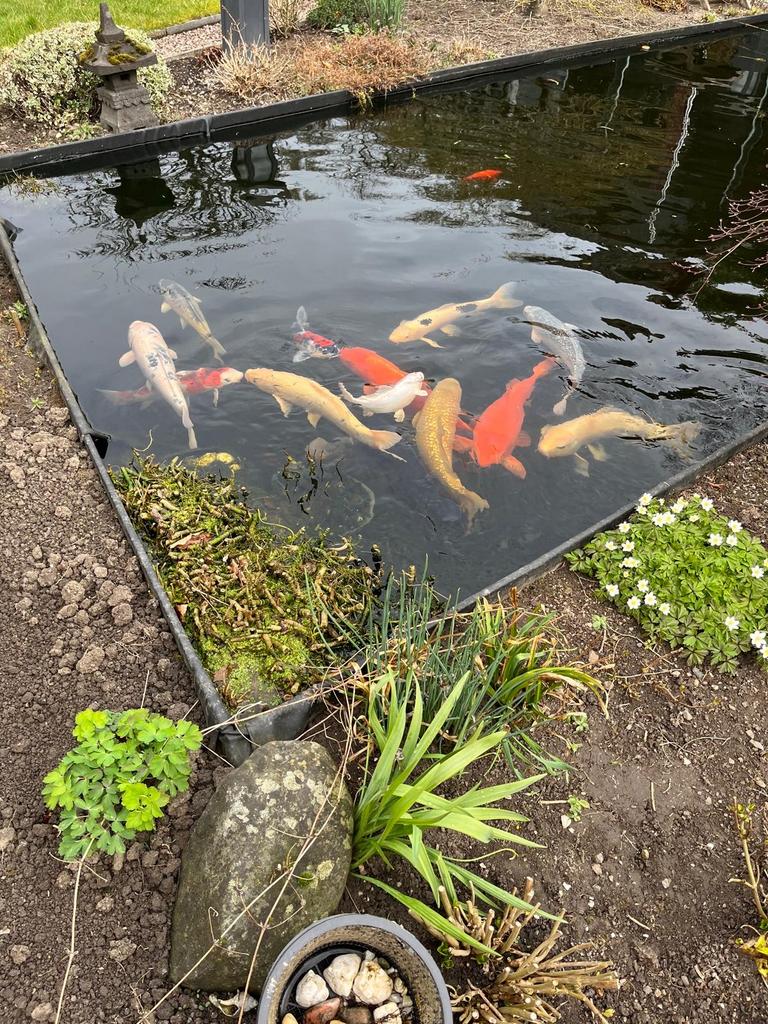 Koi te koop, Karper of Koi